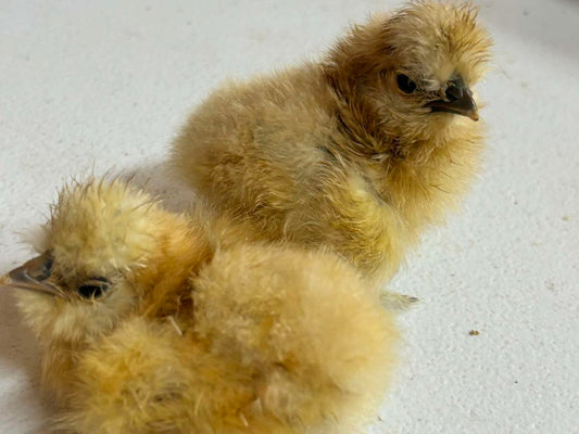 DNA bird sexing with blood sample