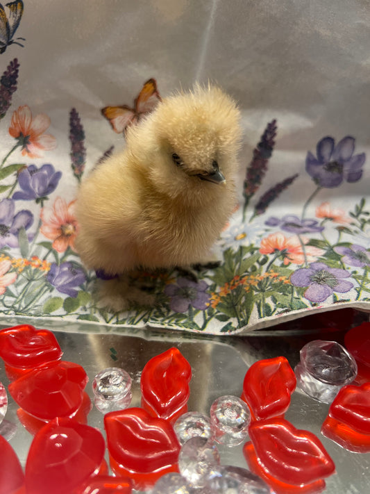 Buff Silkie Chicks- Straight Run