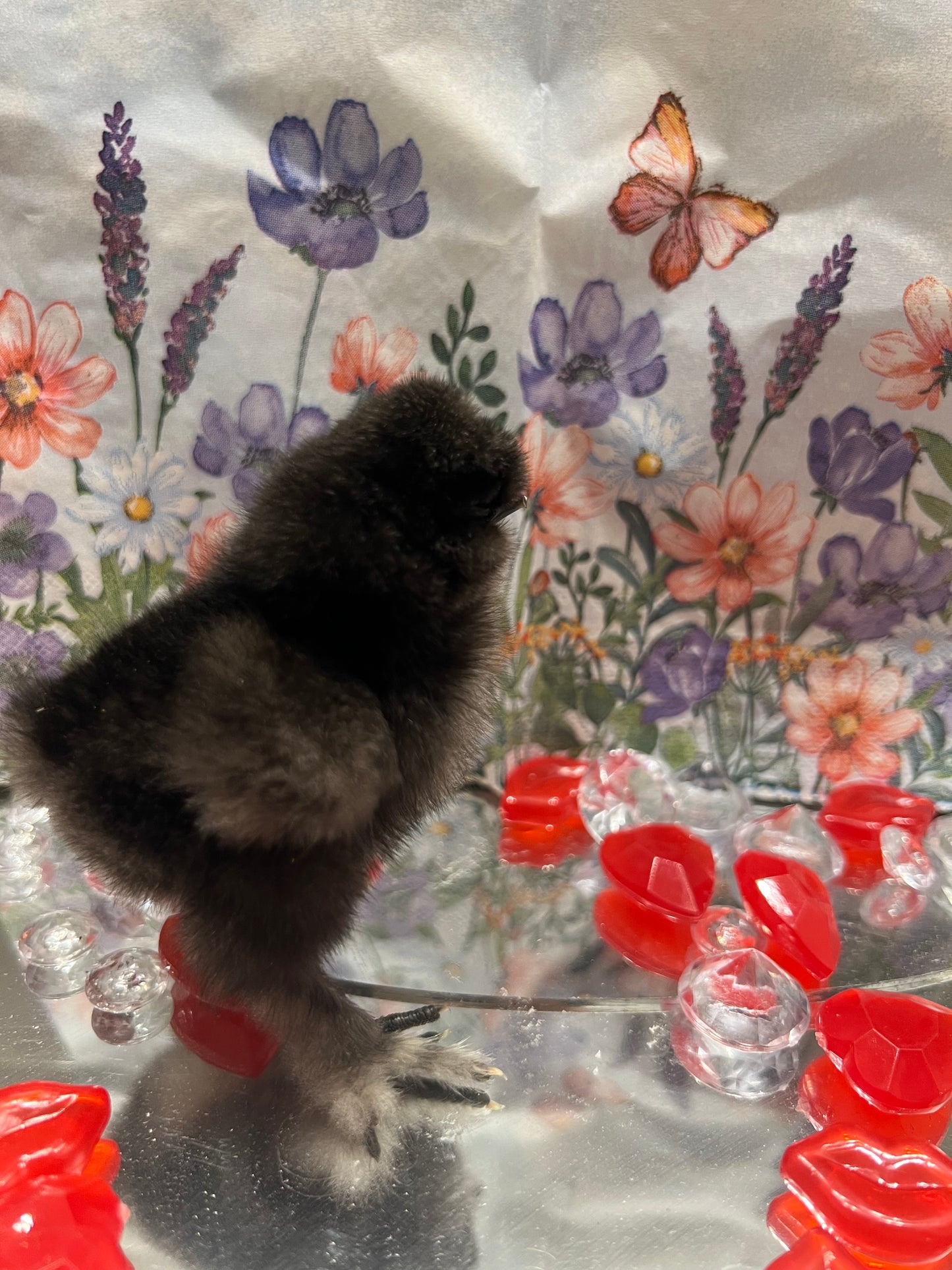 Chocolate Silkie Chicks -Straight Run