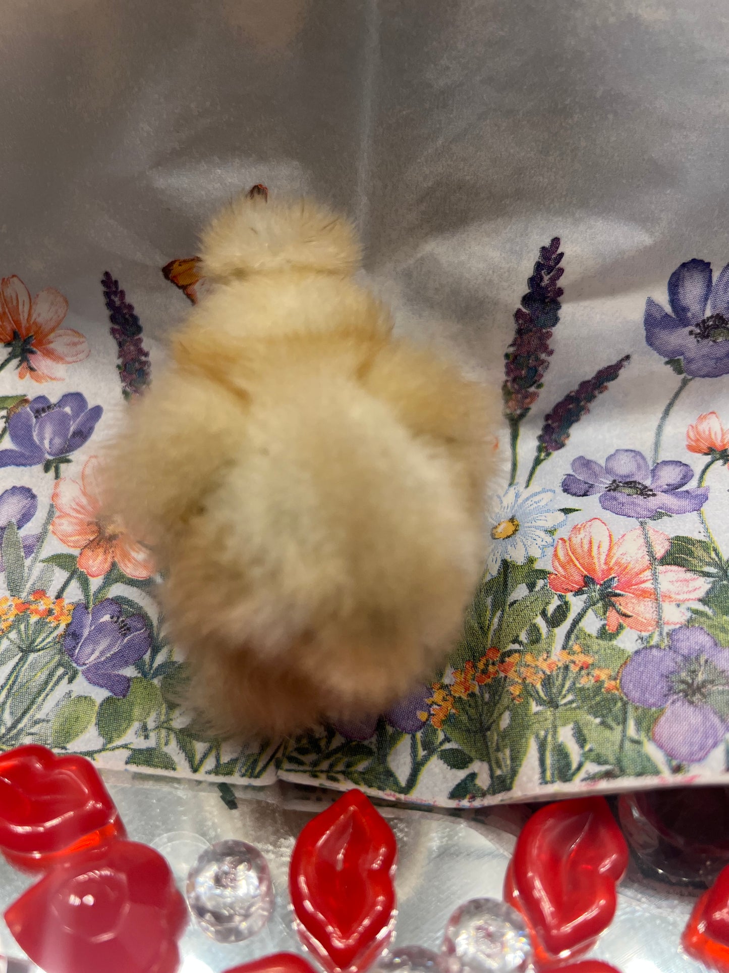 Buff Silkie Chicks- Straight Run