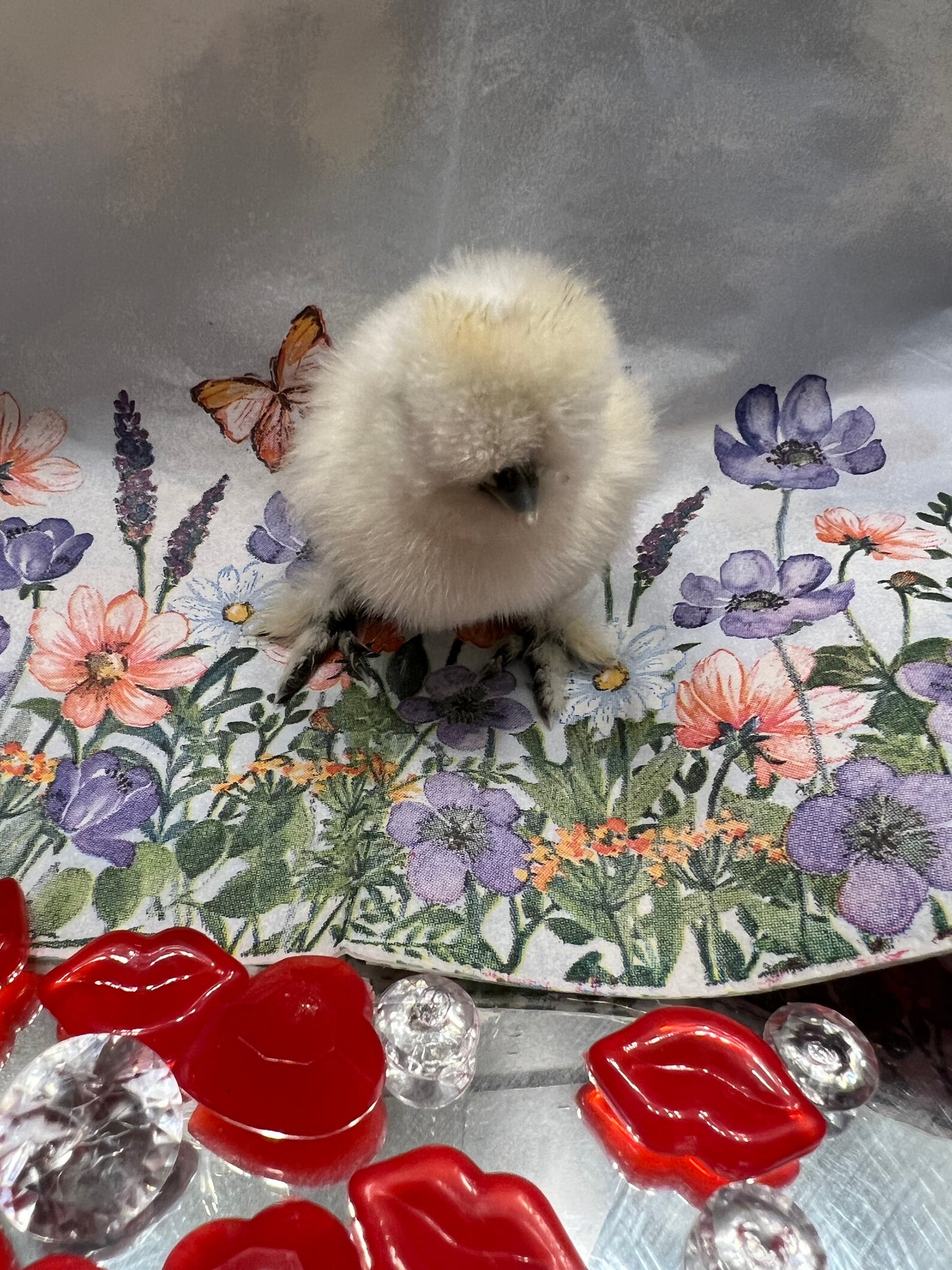 White Silkie Chicks- Straight Run