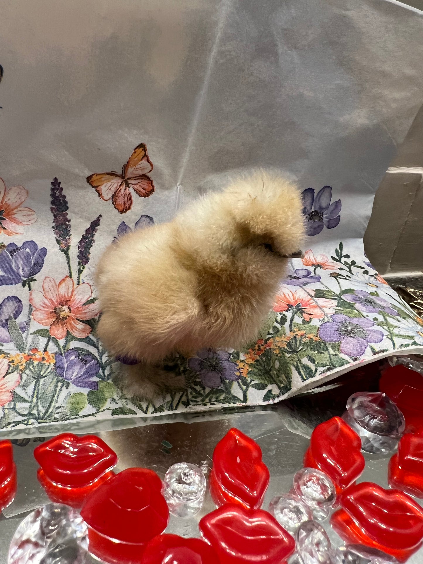 Buff Silkie Chicks- Straight Run