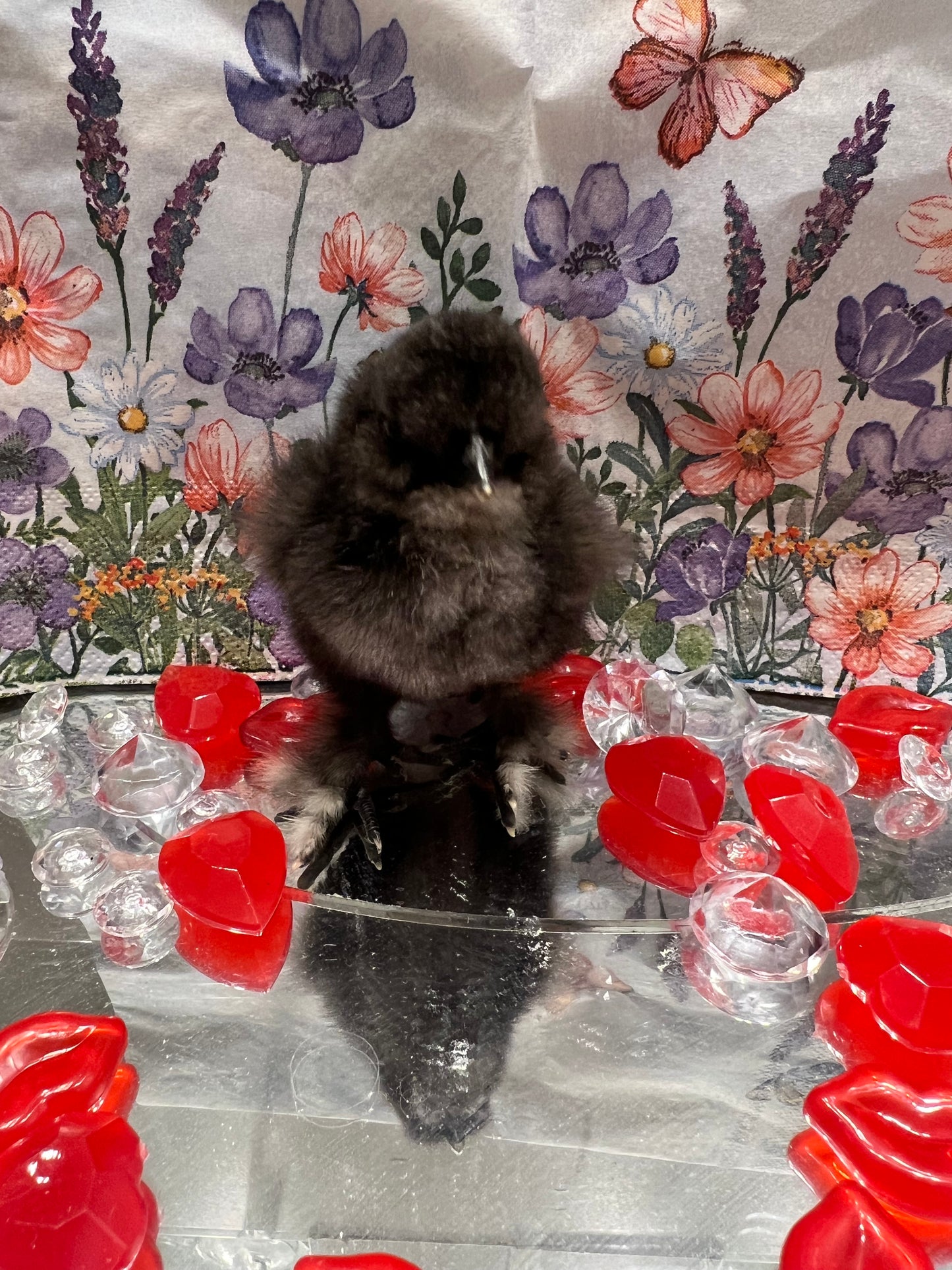 Chocolate Silkie Chicks -Straight Run