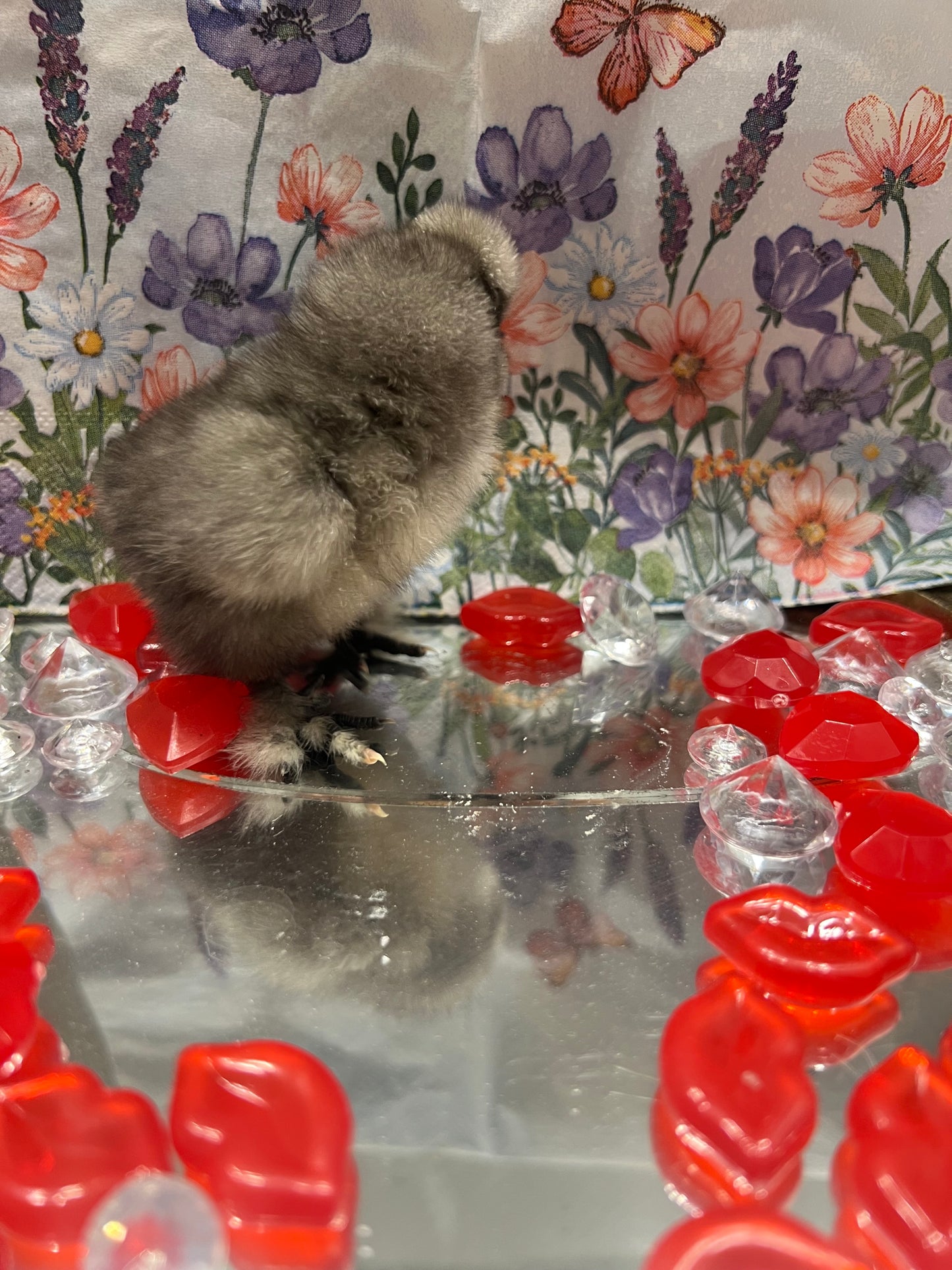 Black/Blue silkie chicks -Straight Run