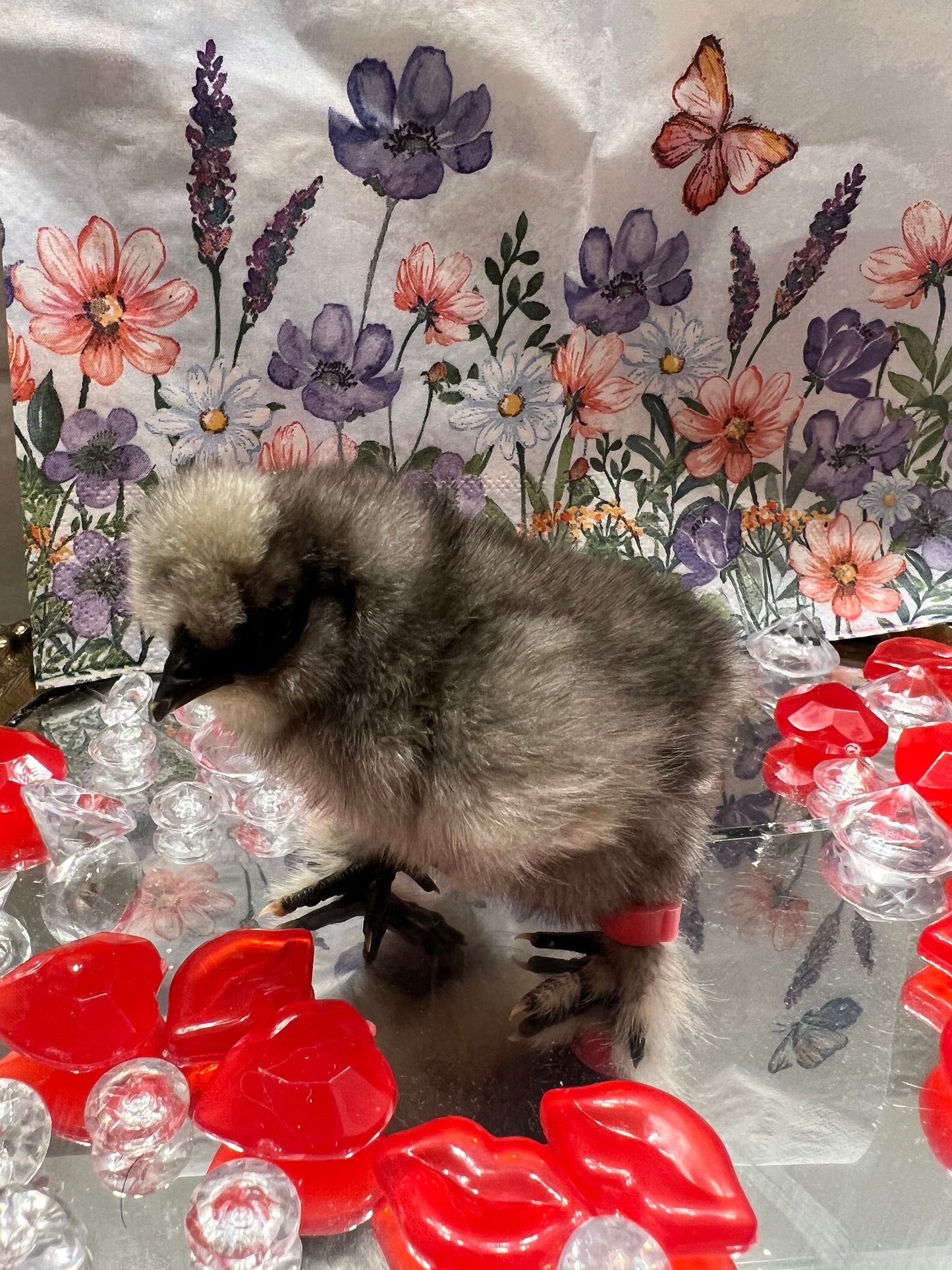 Black/Blue silkie chicks -Straight Run