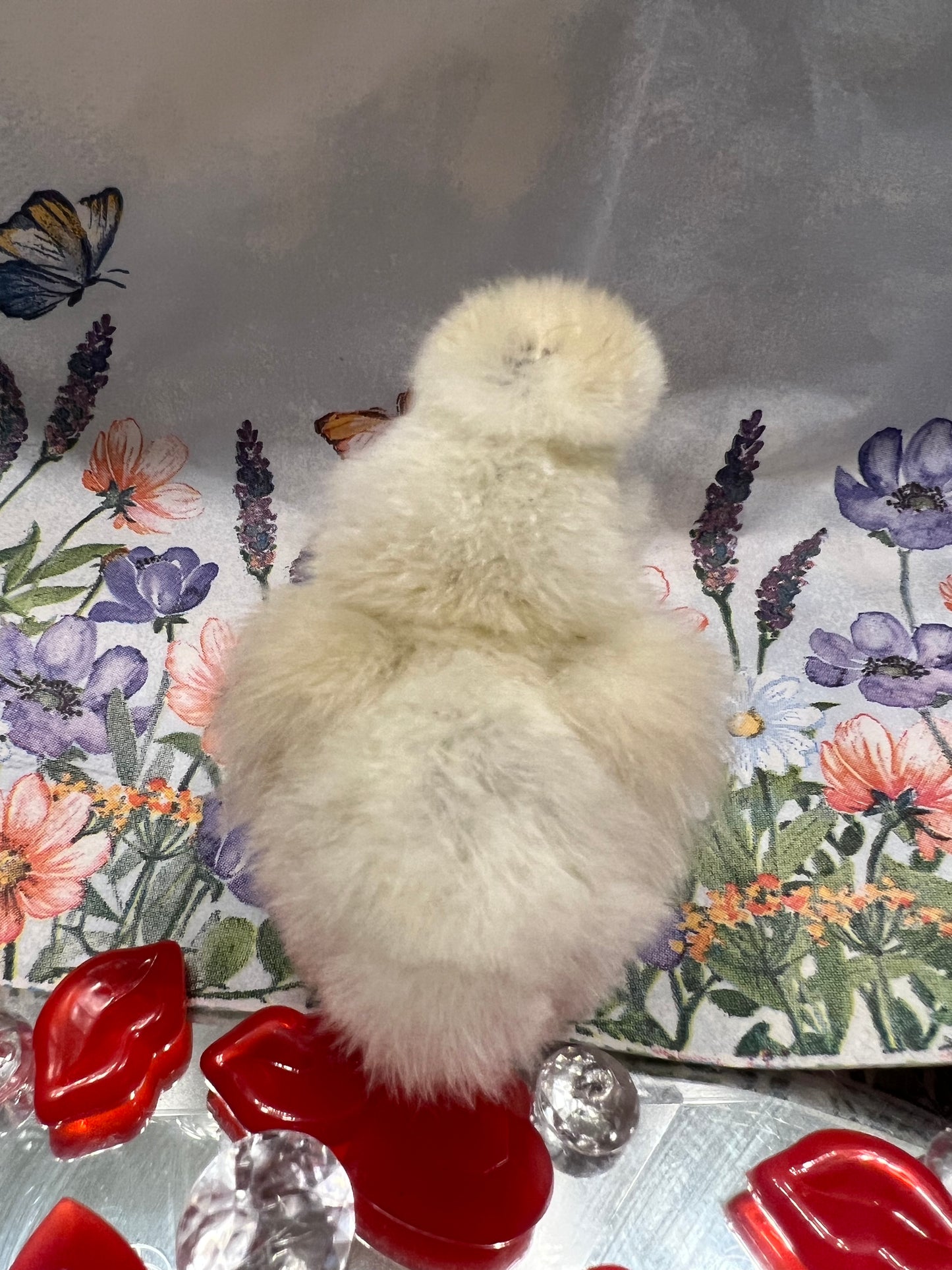 White Silkie Chicks- Straight Run