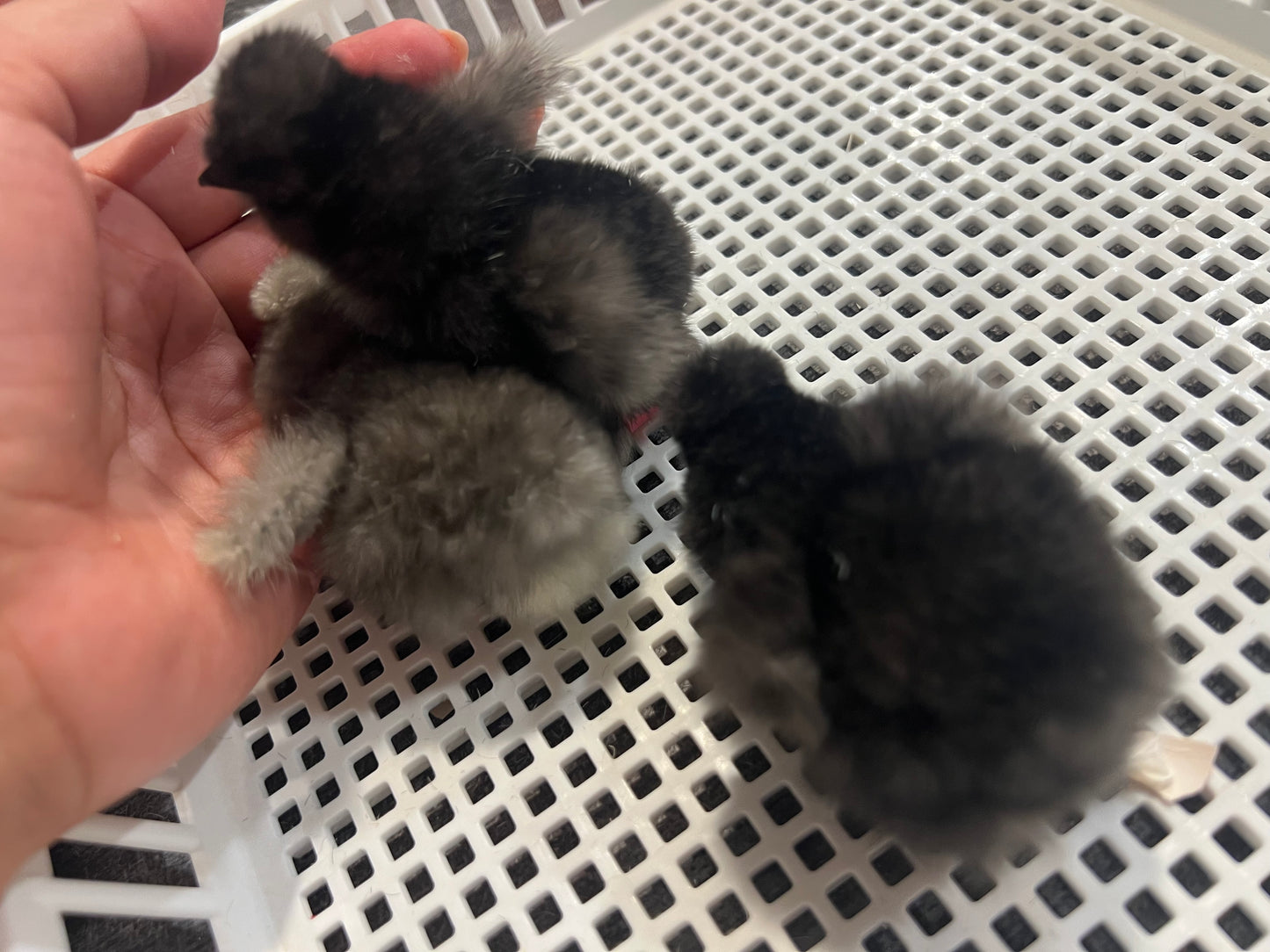 Black/Blue silkie chicks -Straight Run