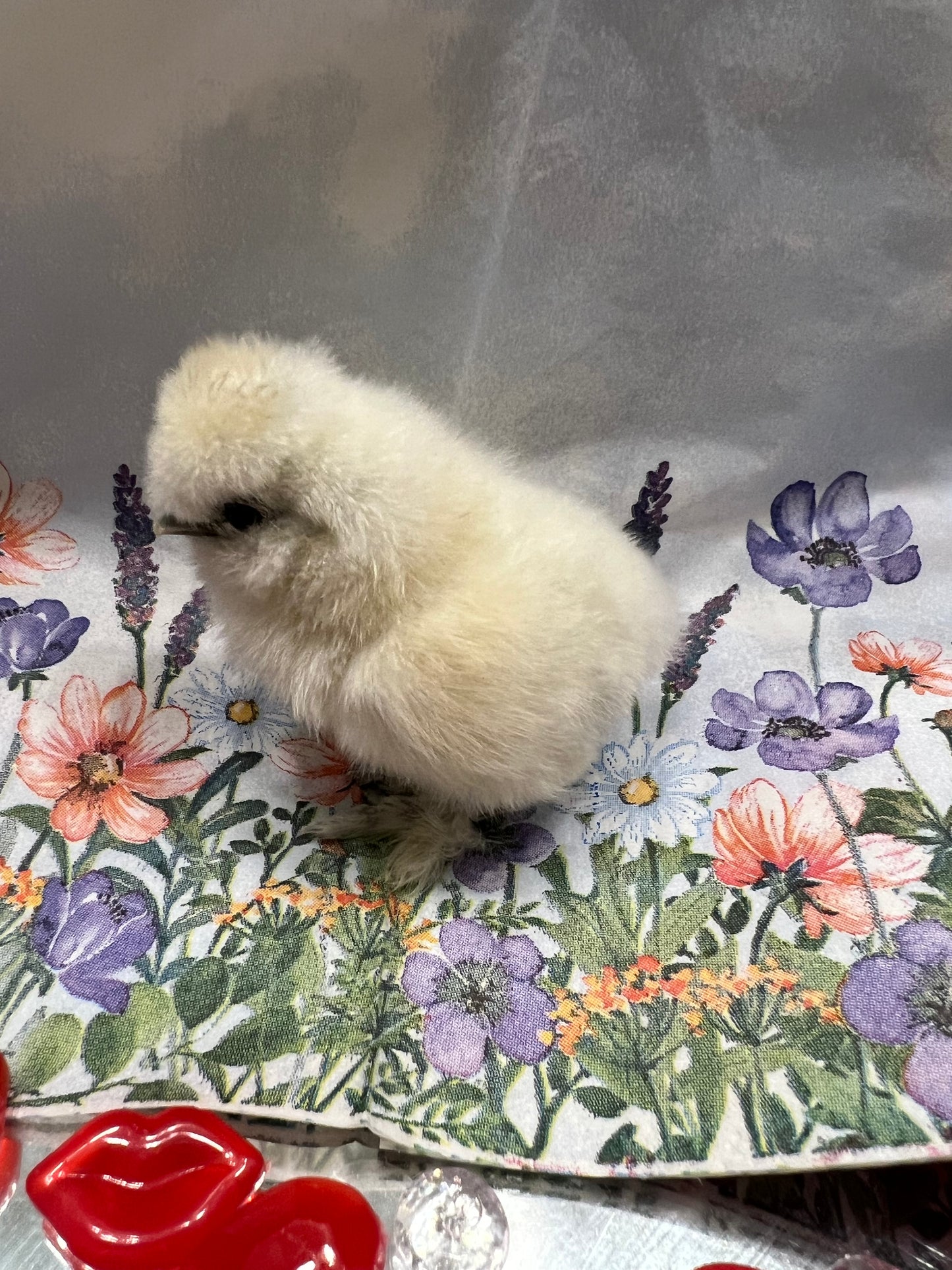 White Silkie Chicks- Straight Run