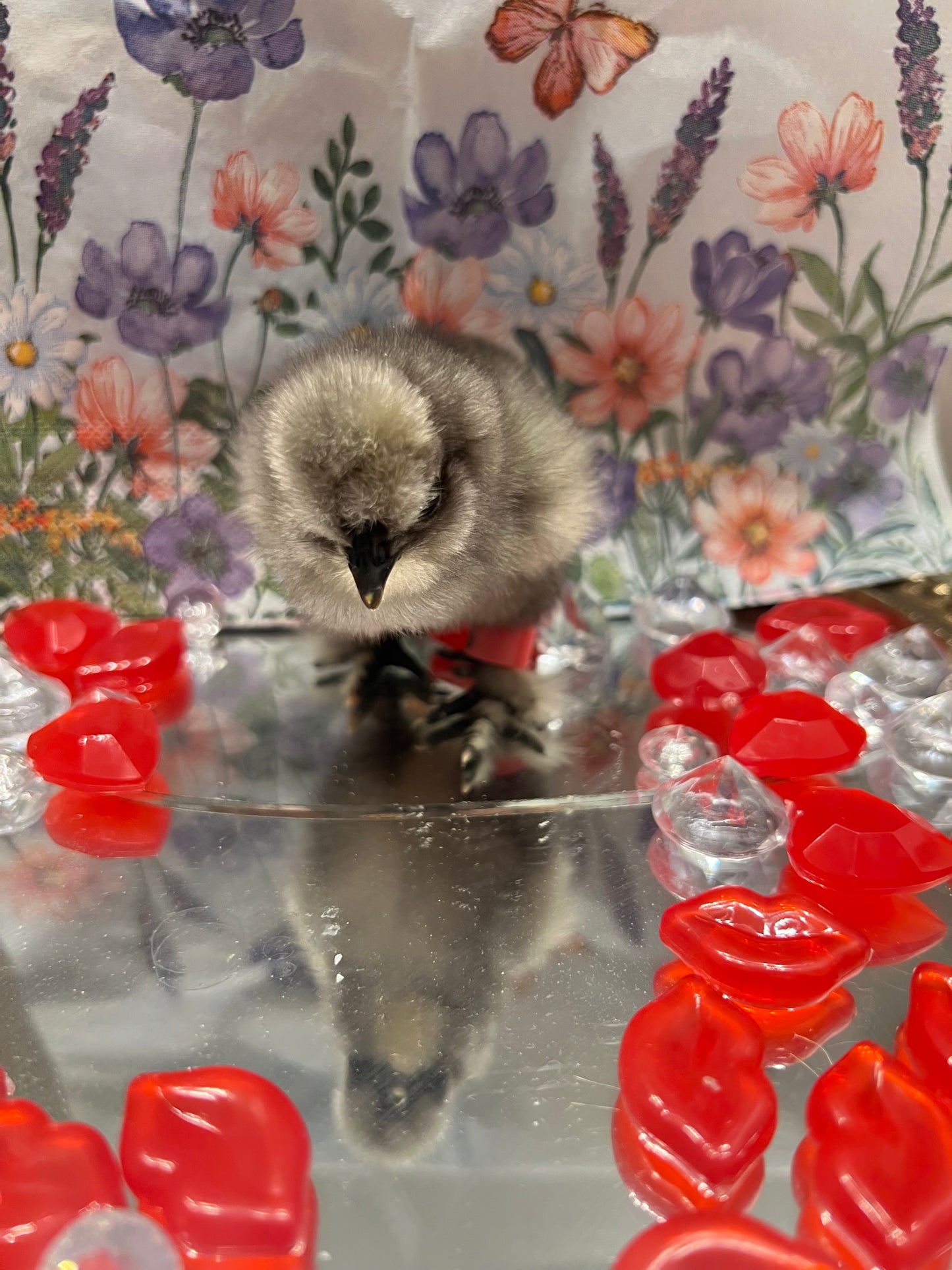 Black/Blue silkie chicks -Straight Run