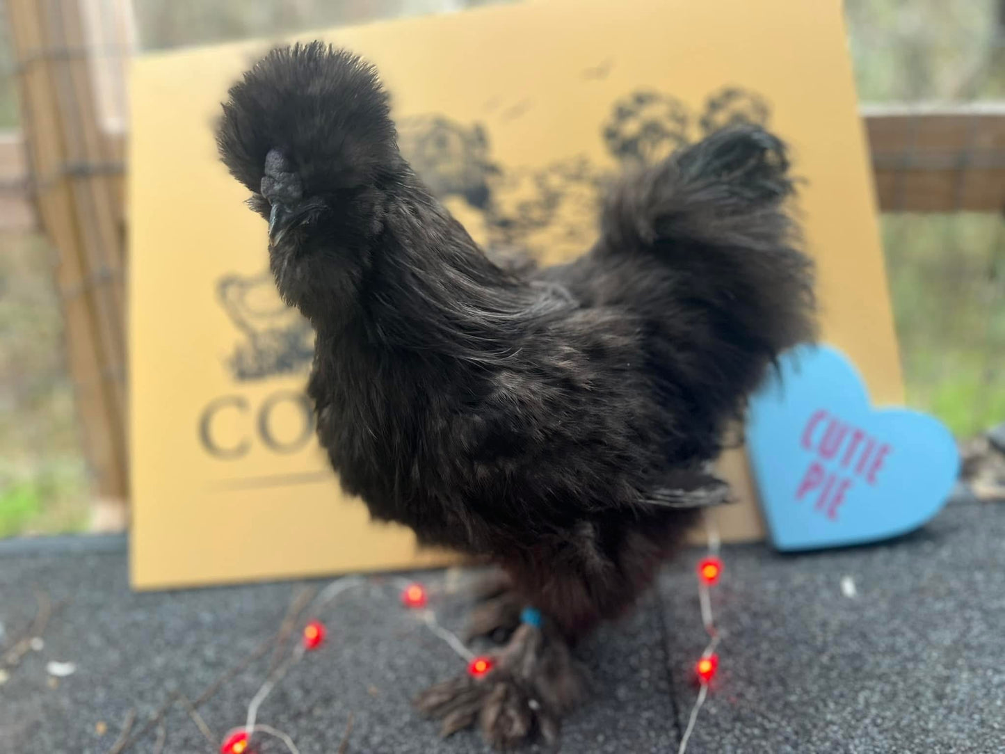 Silkie Rooster