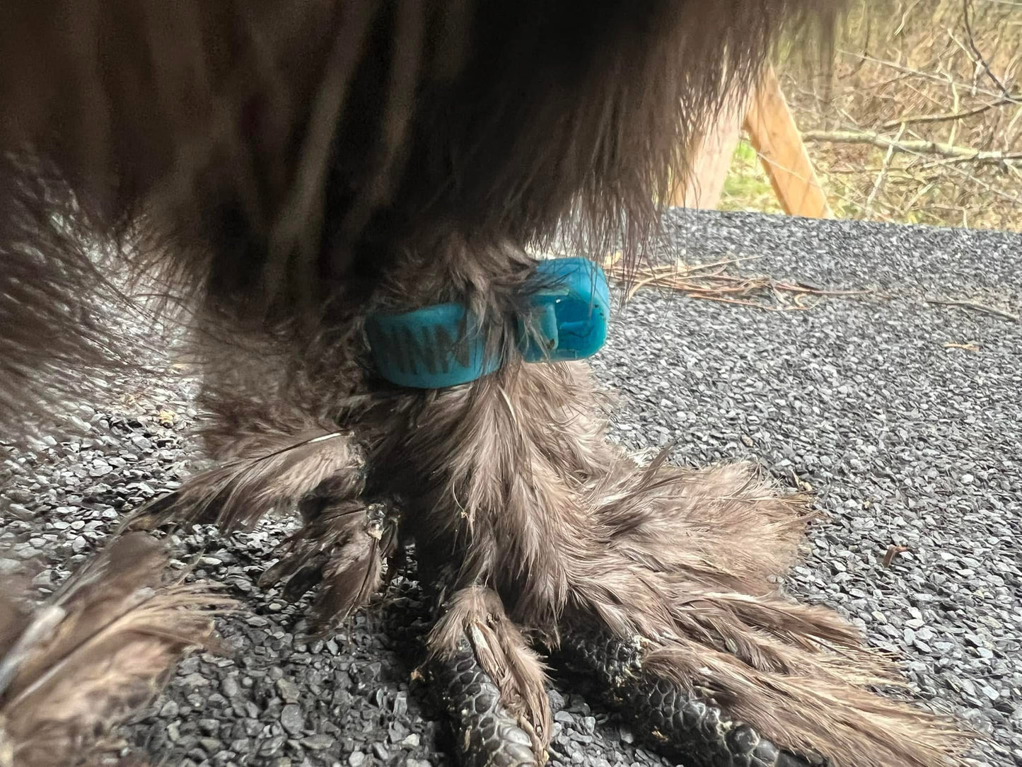 Silkie Rooster