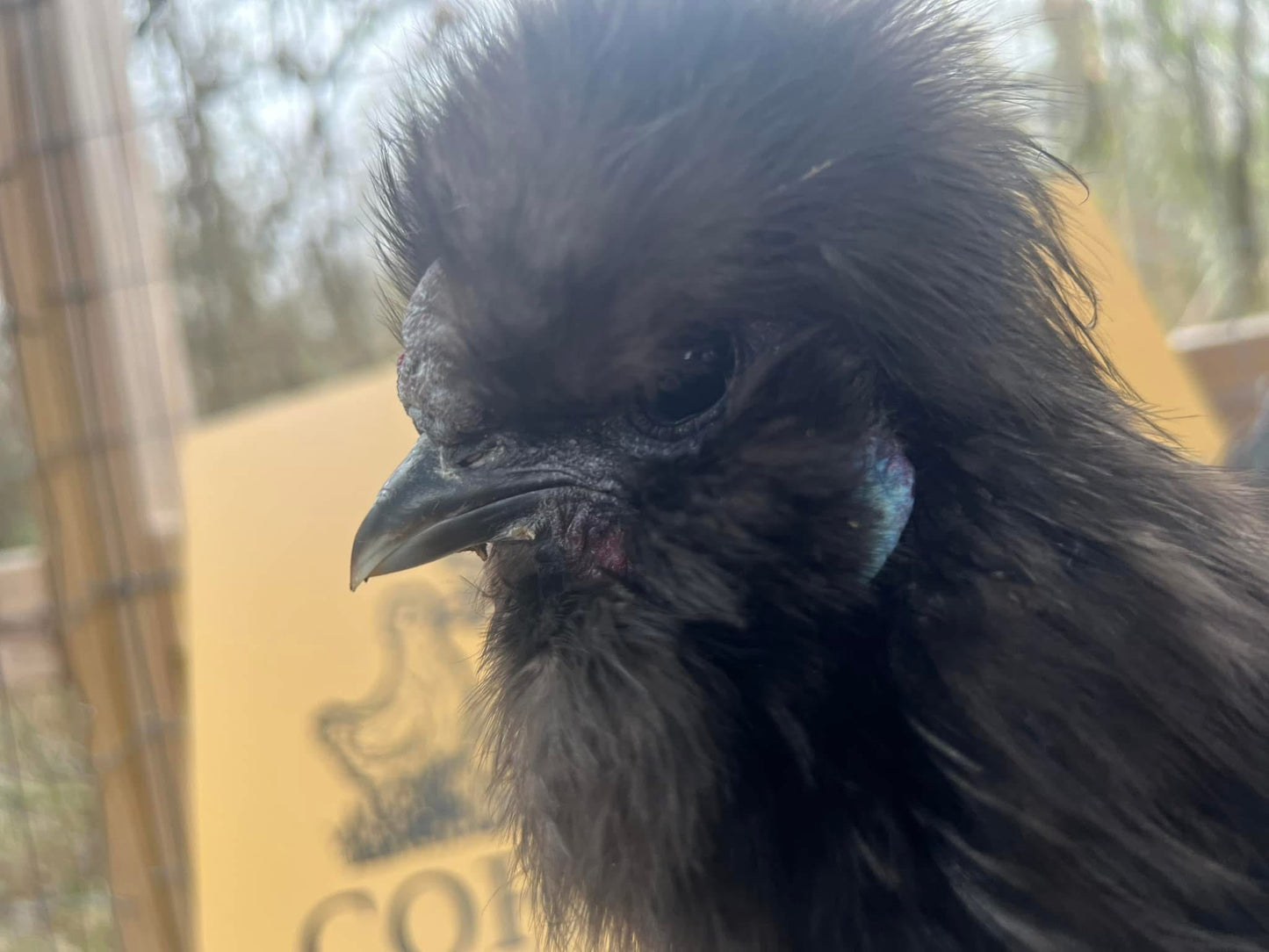 Silkie Rooster