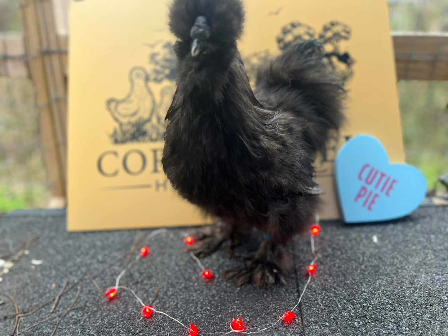 Silkie Rooster