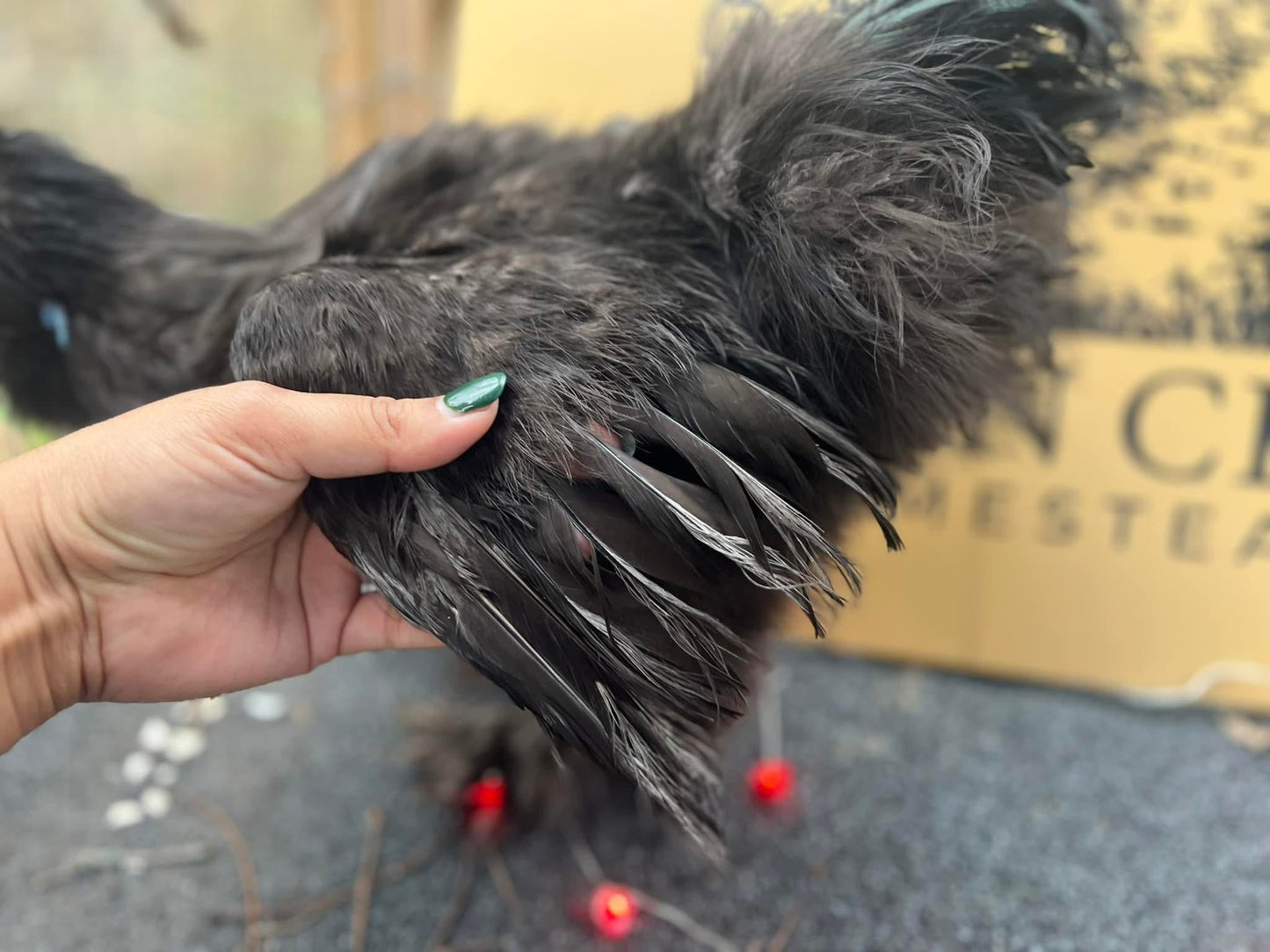 Silkie Rooster